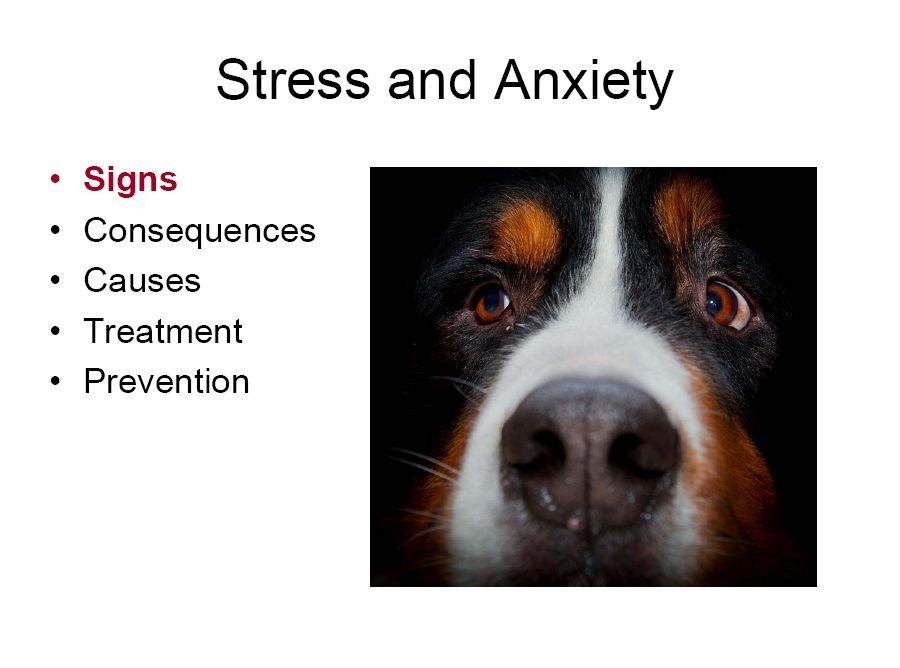 bernese behavior management