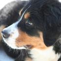 becky_bernese09