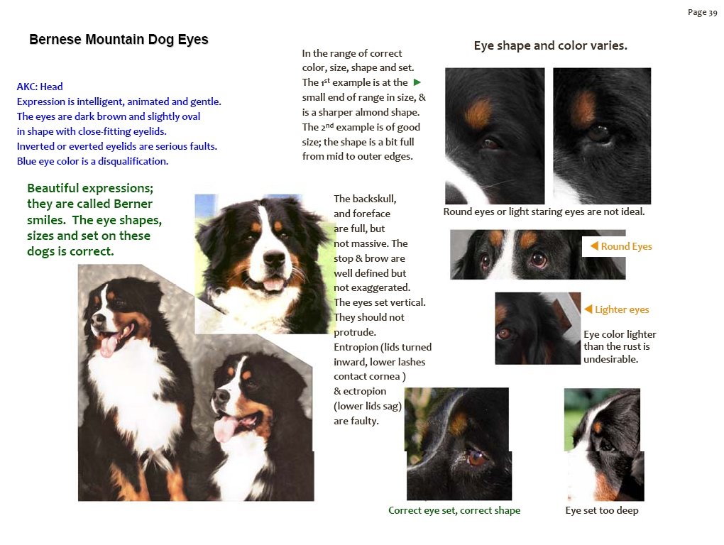 Bernese Mountain Dog Eye Color, Shape & Set