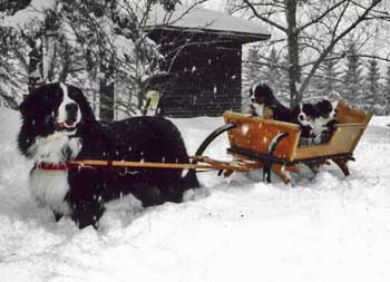 bernese mountain dog pulling sled