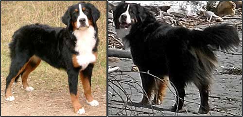 how much does a 3 month old bernese mountain dog weight