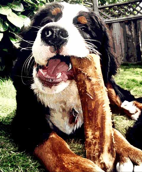 do bernese mountain dogs eat everything