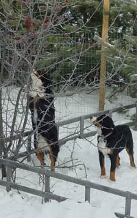 outdoor Berners